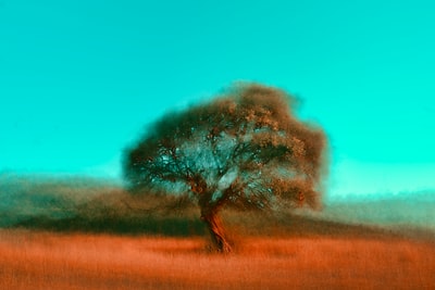 The tree on the grass
